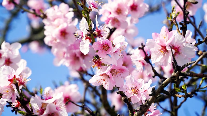 Almonds